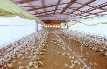 Construcción de criaderos  climatizados para aves y cerdos